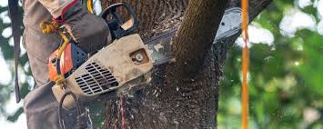 Best Leaf Removal  in Scottdale, GA