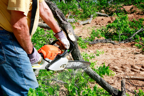 Best Firewood Processing and Delivery  in Scottdale, GA